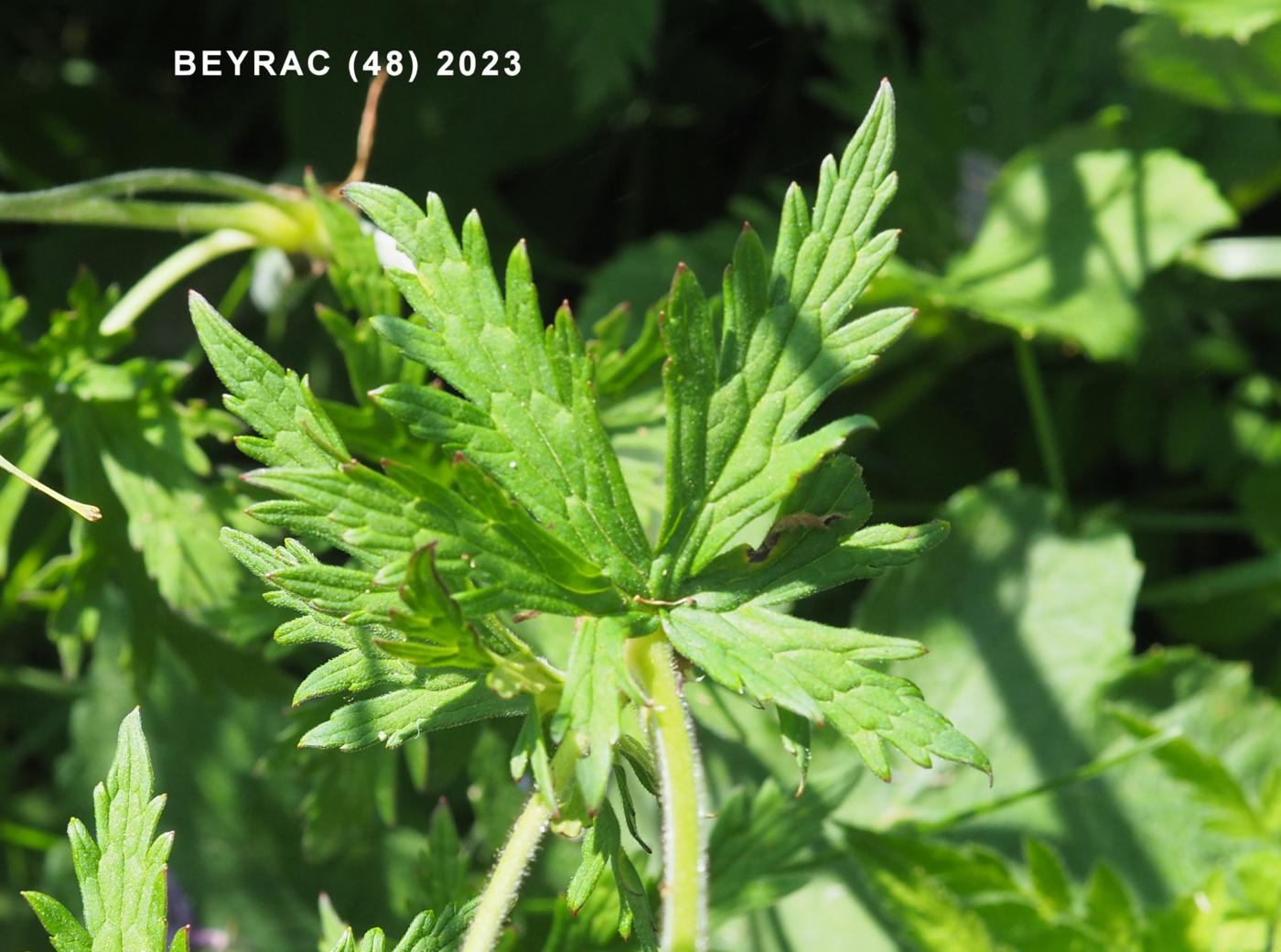 Cransebill, Meadow leaf